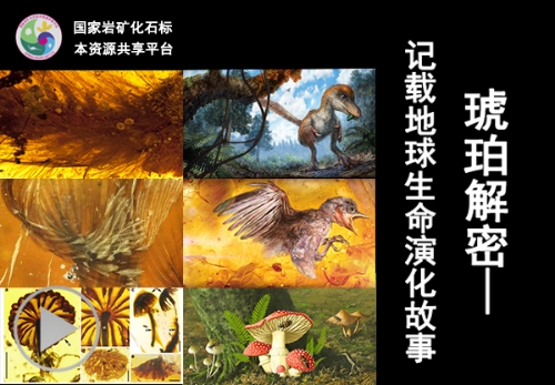 琥珀解密